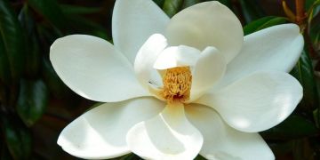 Magnolia - Magnolia officinalis