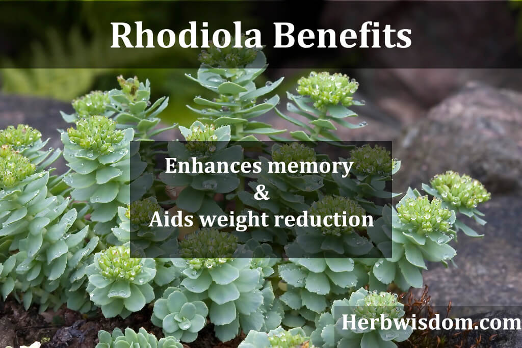 Rhodiola Benefits