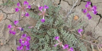 Astrágalo - Astragalus propinquus