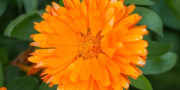 Marigold - Calendula officinalis