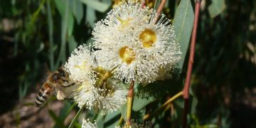 Eucalyptus - Eucalyptus Globulus
