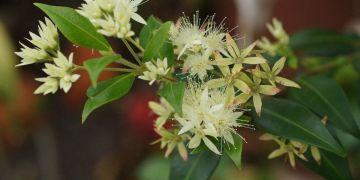 Lemon Myrtle - Backhousia Citriodora