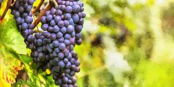 Grapes - Vitis vinifera