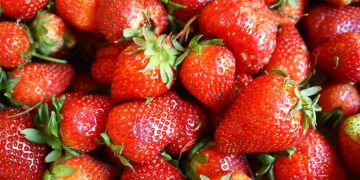Strawberries - Fragaria × ananassa