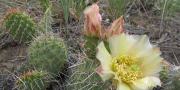 Prickly Pear Cactus Plant - Opuntia ficus-indica