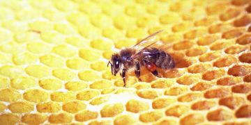 Propóleos de abejas