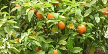 Bergamot Orange - Citrus bergamia