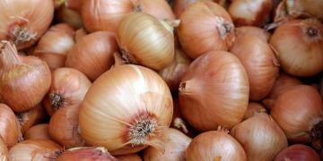 Onions - Allium cepa