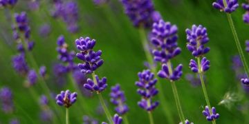 Lavender - Lavandula officinalis