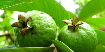 Guava - Psidium guajava