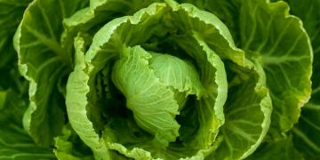 Cabbage - Brassica Oleracea