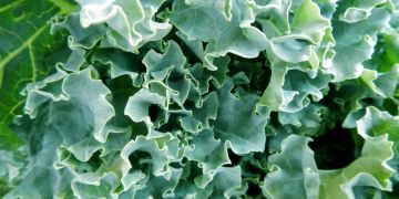 Kale - Brassica oleracea