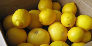 Lemons - Citrus × limon