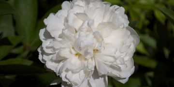 Marshmallow - Althaea