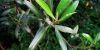 Olive  leaf