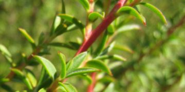 Tea Tree Oil - Melaleuca alternifolia