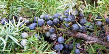 Enebro - Juniperus communis