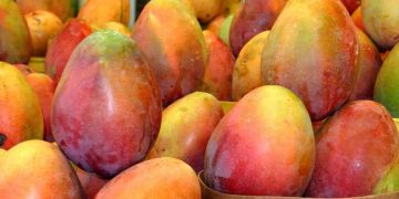 African mango - Irvingia gabonensis